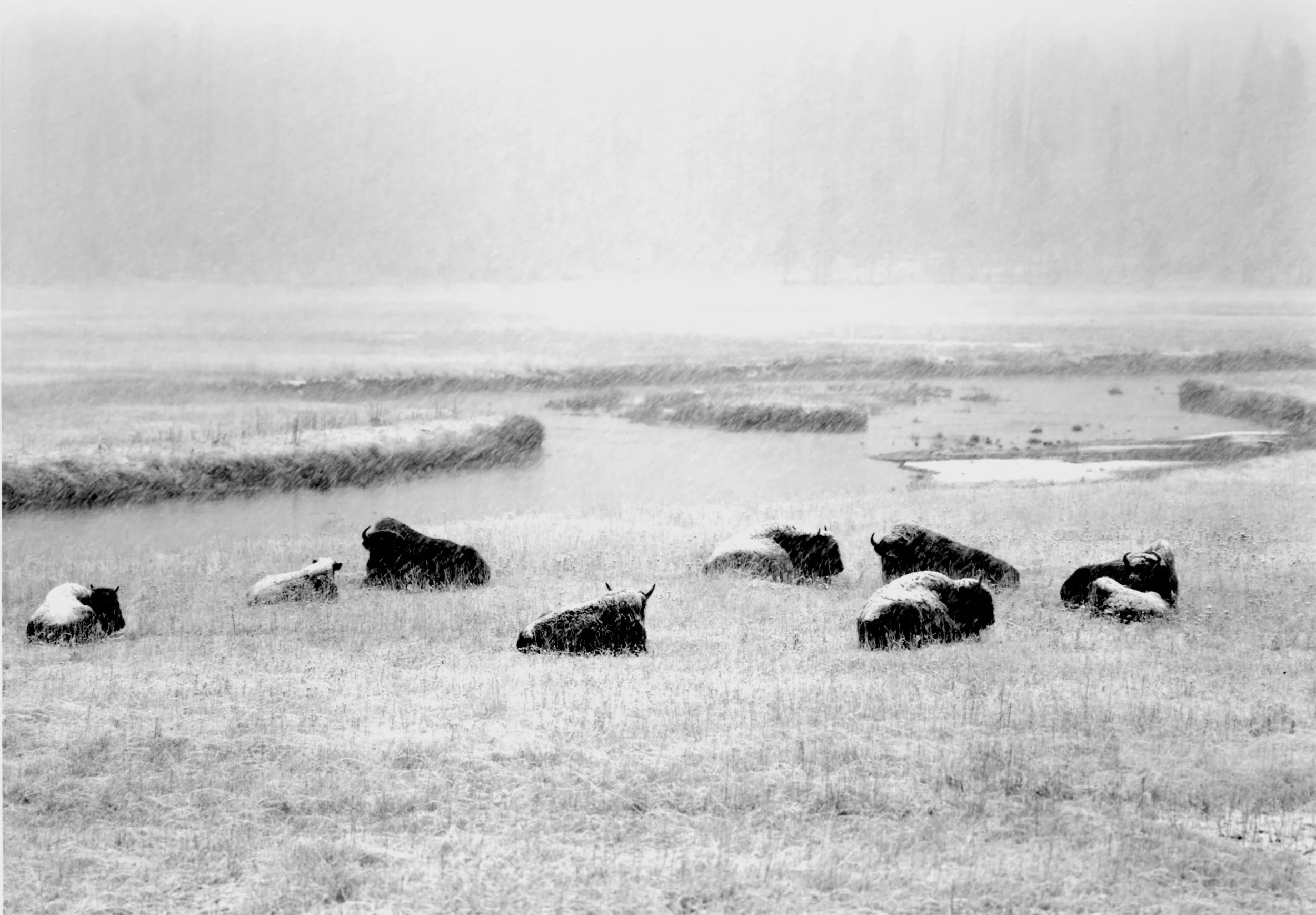 Buffalo 