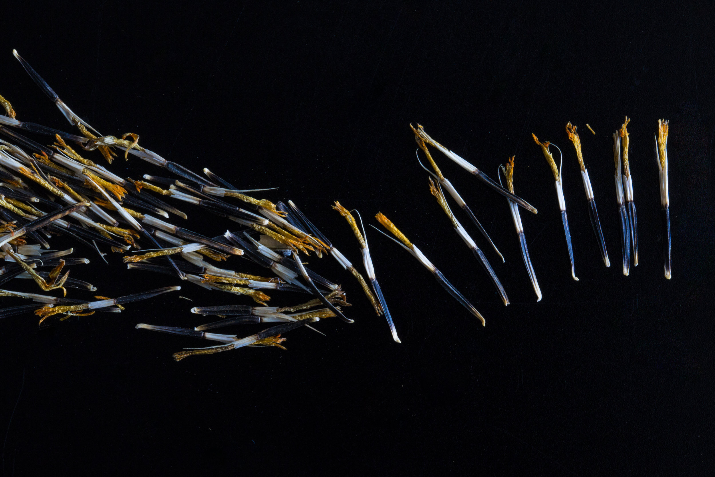 Seeds-2.jpg