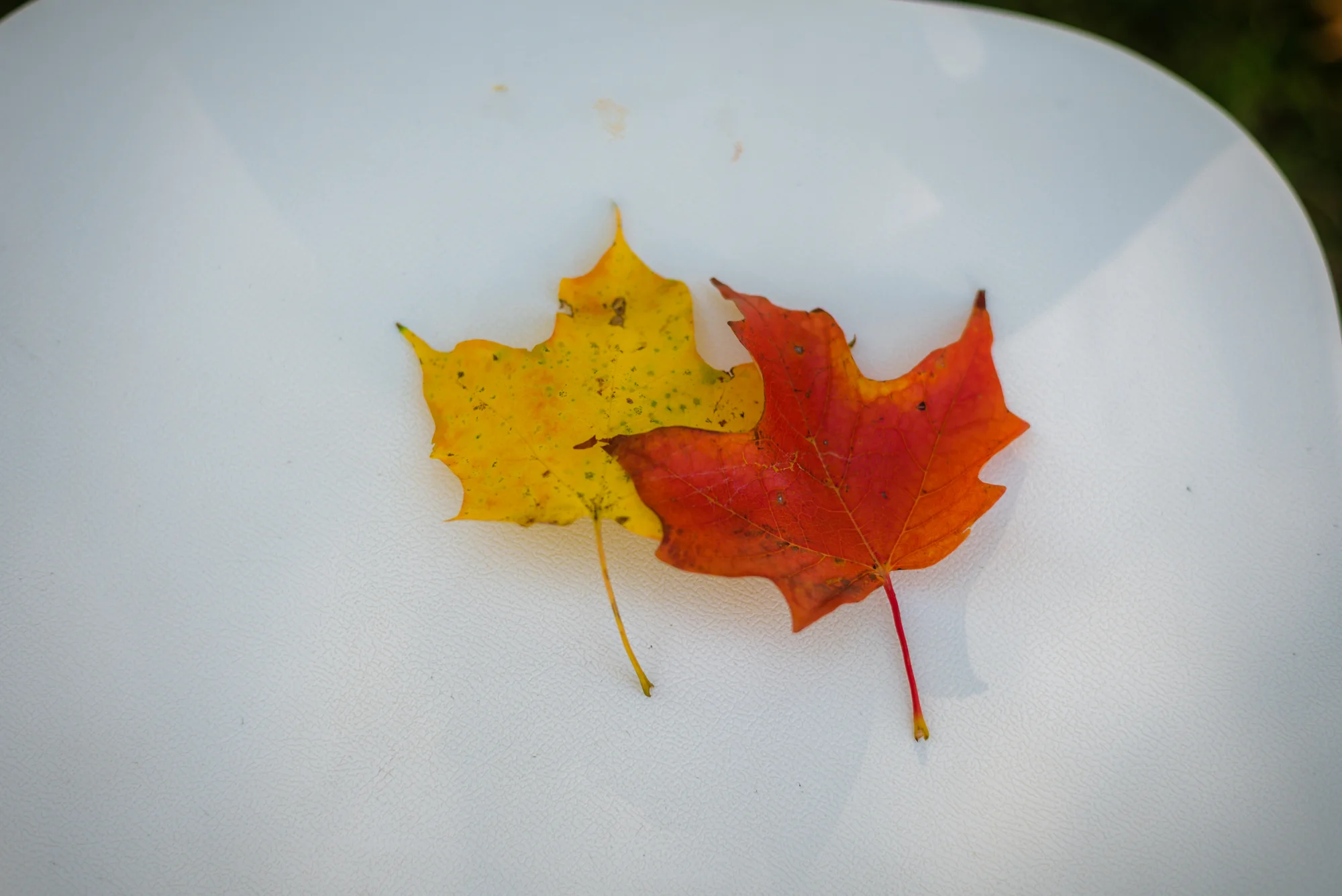 A Flag Hill Wedding, Lee, NH