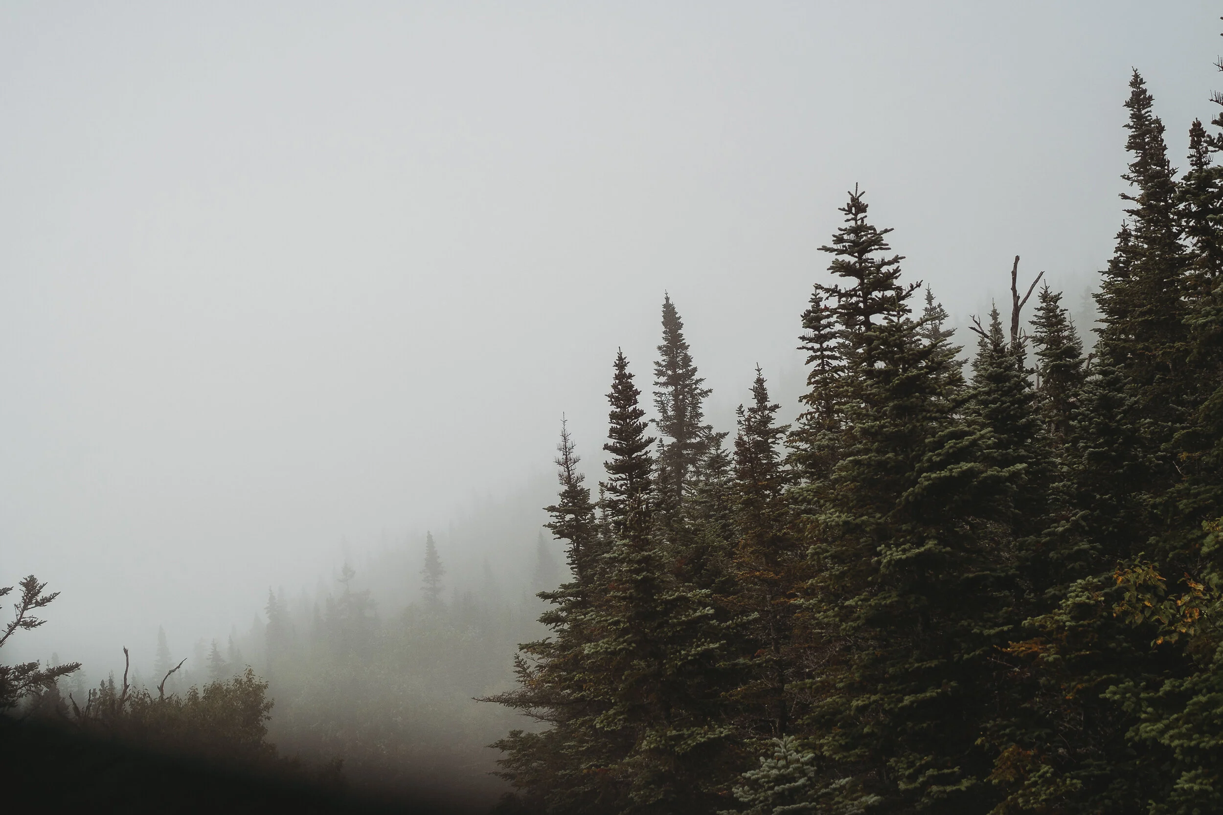 A Windswept Wildcat Mountaintop Wedding