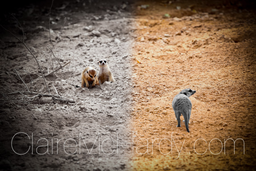 Animals & Birds-1.jpg