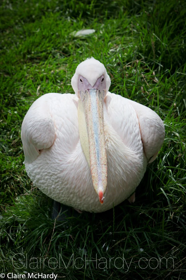 Animals & Birds-19.jpg