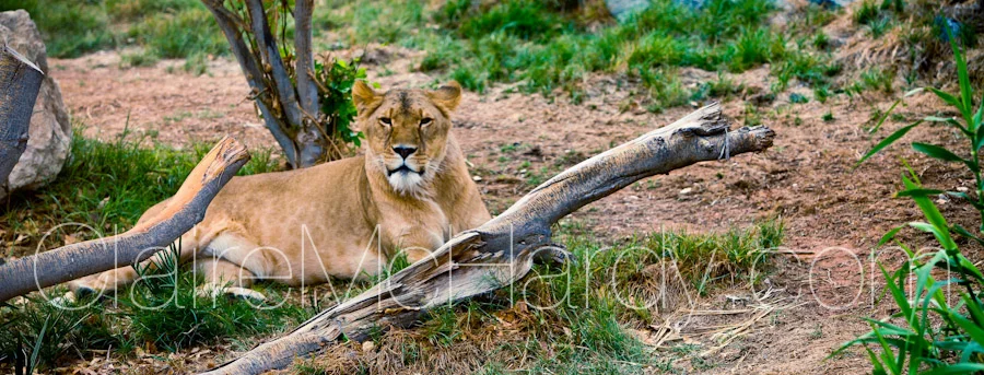 Animals & Birds-3.jpg