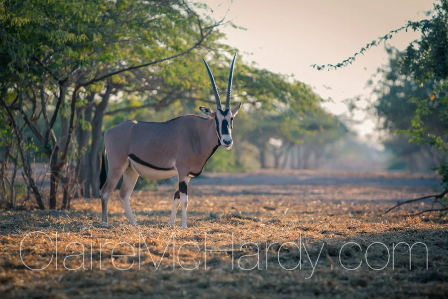 Animals & Birds-9.jpg