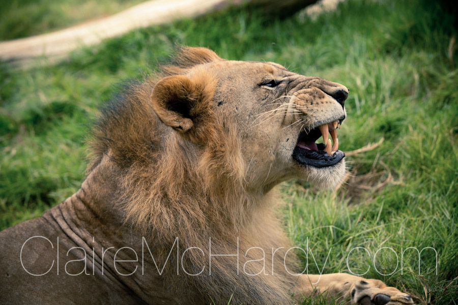 Animals & Birds-7.jpg
