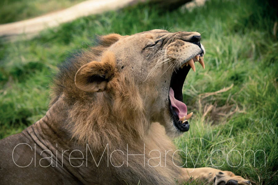 Animals & Birds-6.jpg