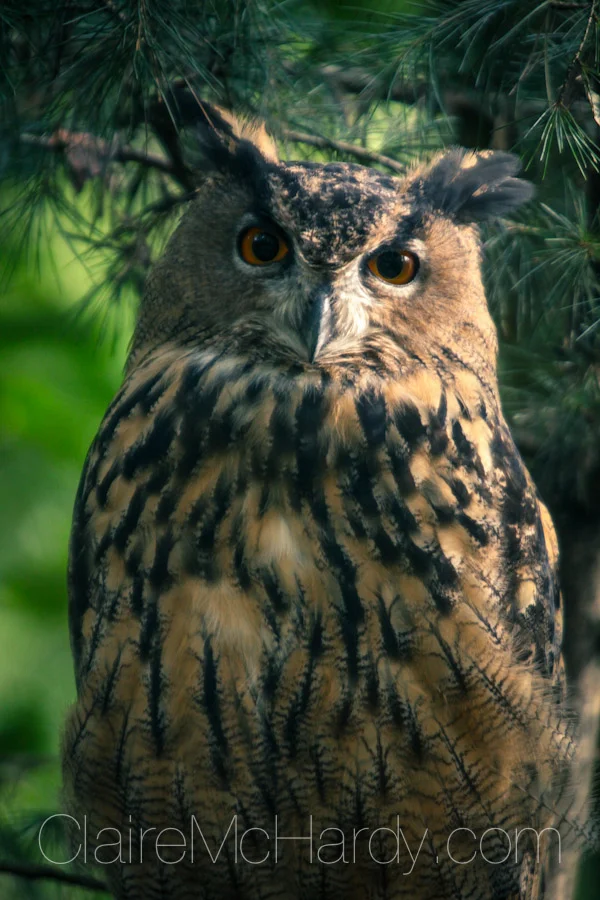 Animals & Birds-61.jpg
