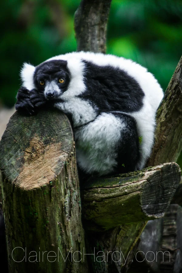Animals & Birds-51.jpg