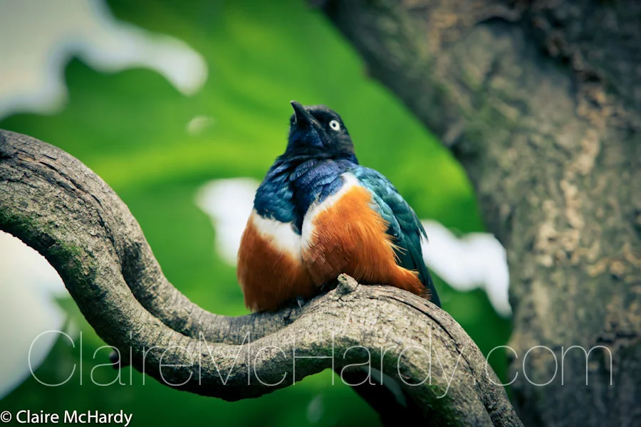 Animals & Birds-16.jpg