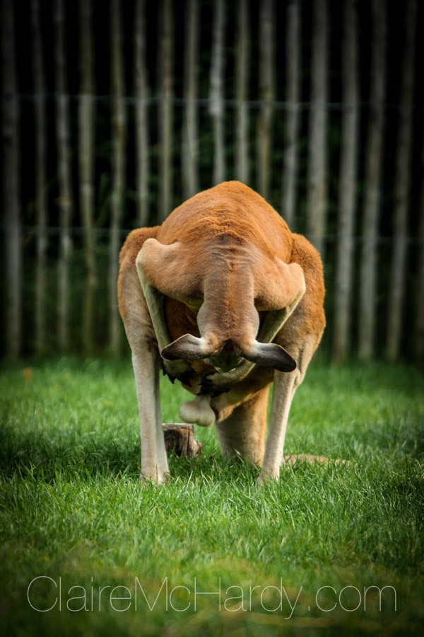 Animals & Birds-58.jpg