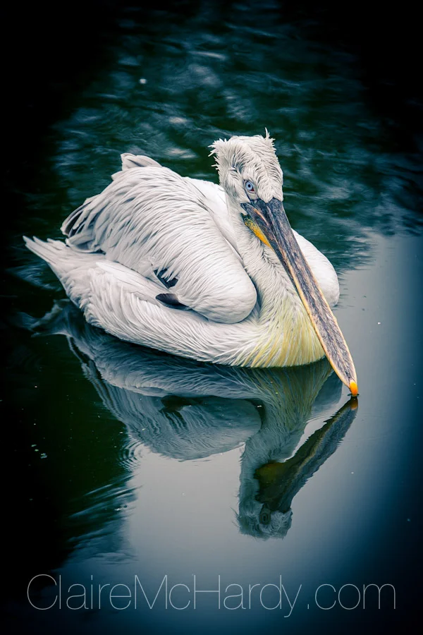 Animals & Birds-50.jpg