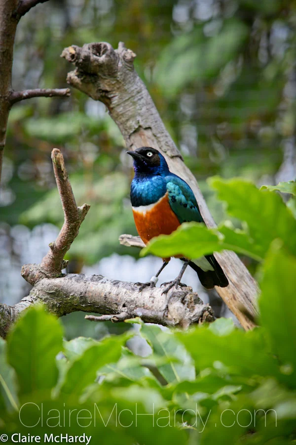 Animals & Birds-15.jpg