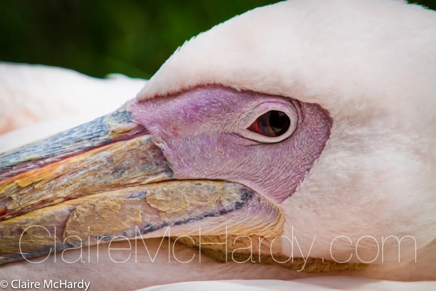 Animals & Birds-18.jpg
