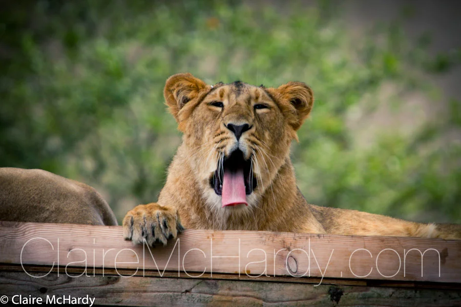 Animals & Birds-23.jpg
