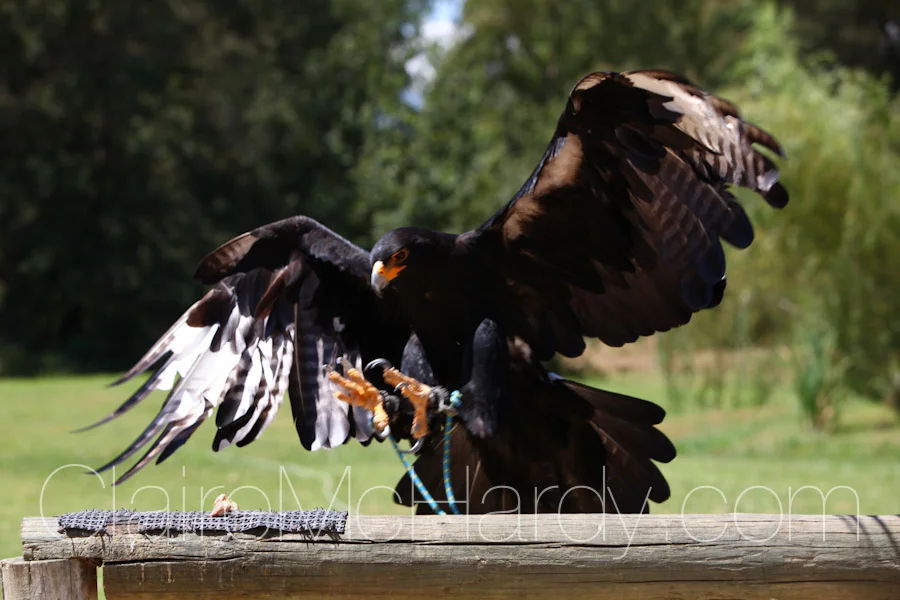 Animals & Birds-32.jpg