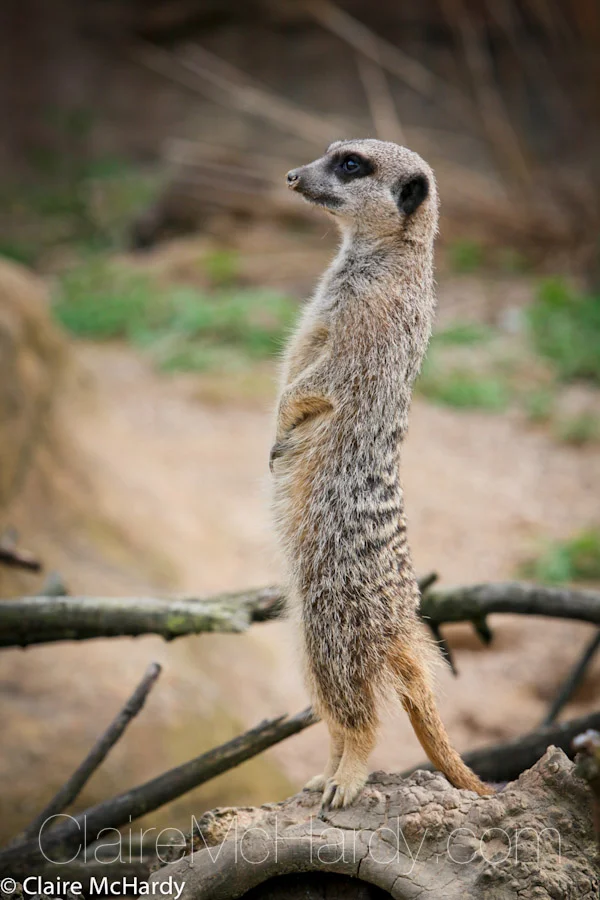 Animals & Birds-31.jpg