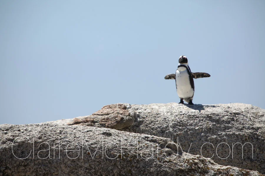 Animals & Birds-34.jpg