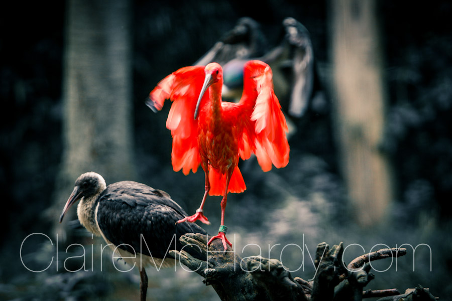Animals & Birds-60.jpg