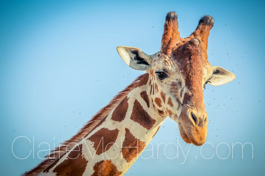 Animals & Birds-14.jpg