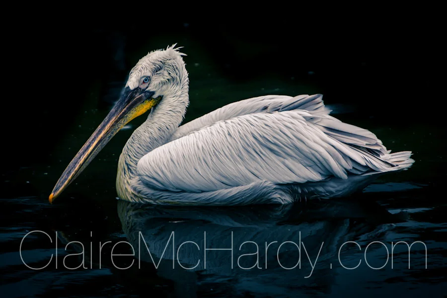 Animals & Birds-49.jpg