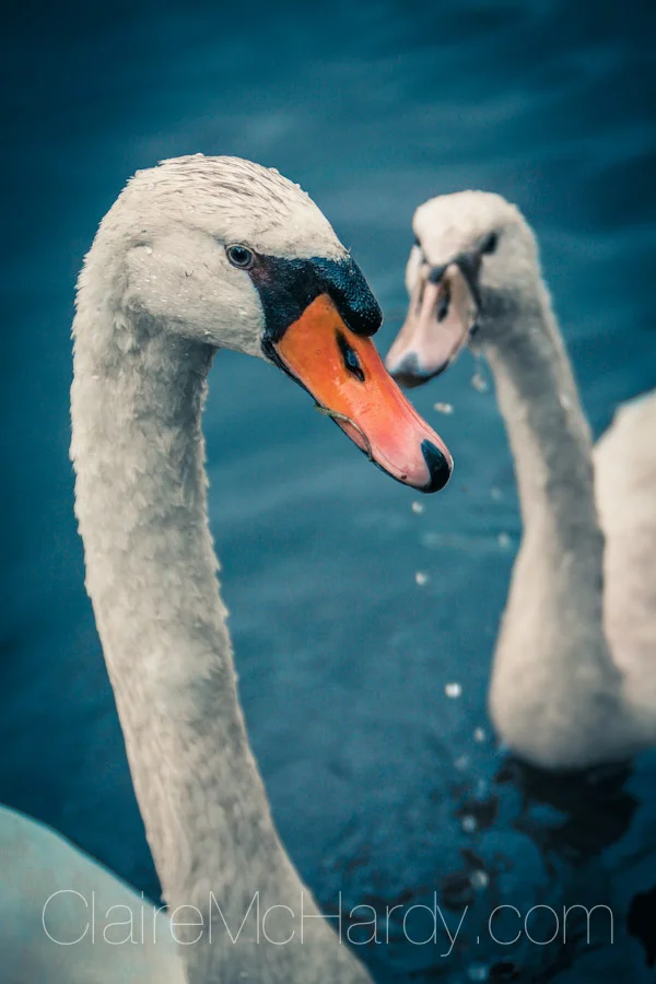 Animals & Birds-55.jpg