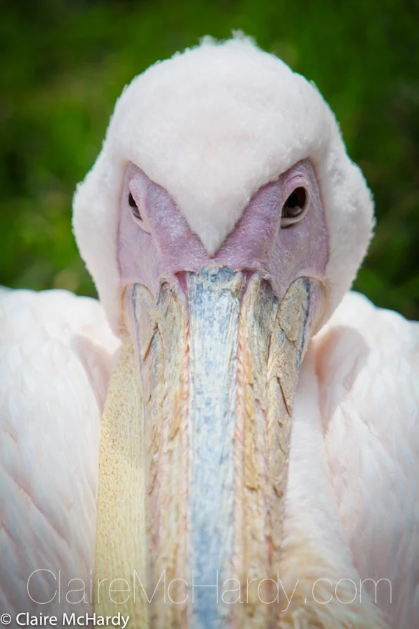 Animals & Birds-20.jpg