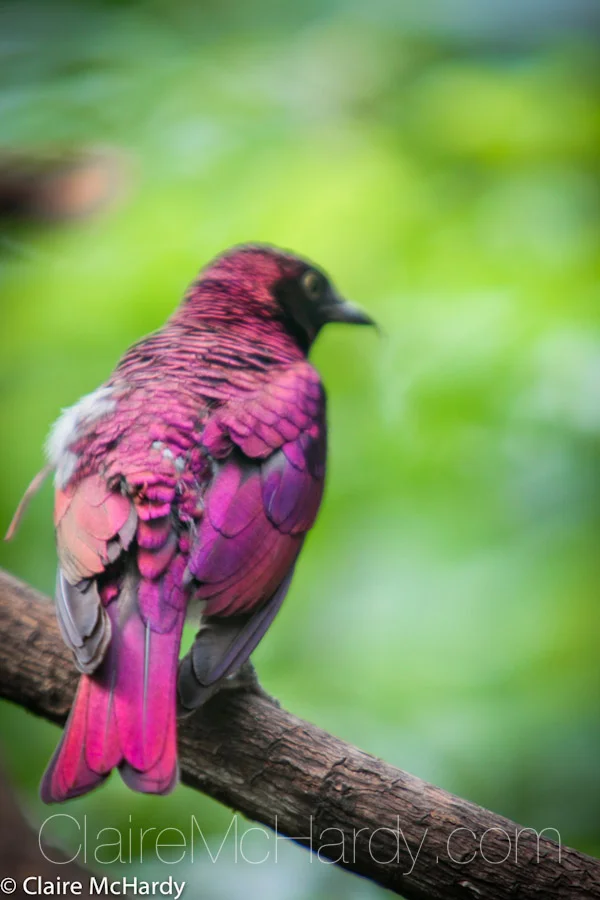 Animals & Birds-25.jpg