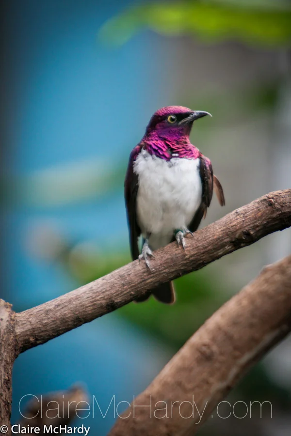Animals & Birds-24.jpg