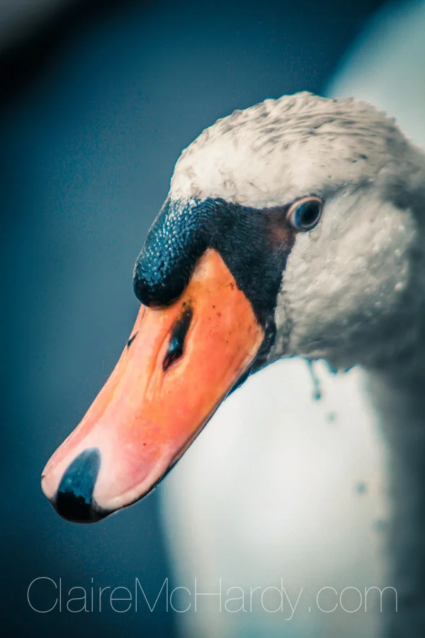 Animals & Birds-56.jpg