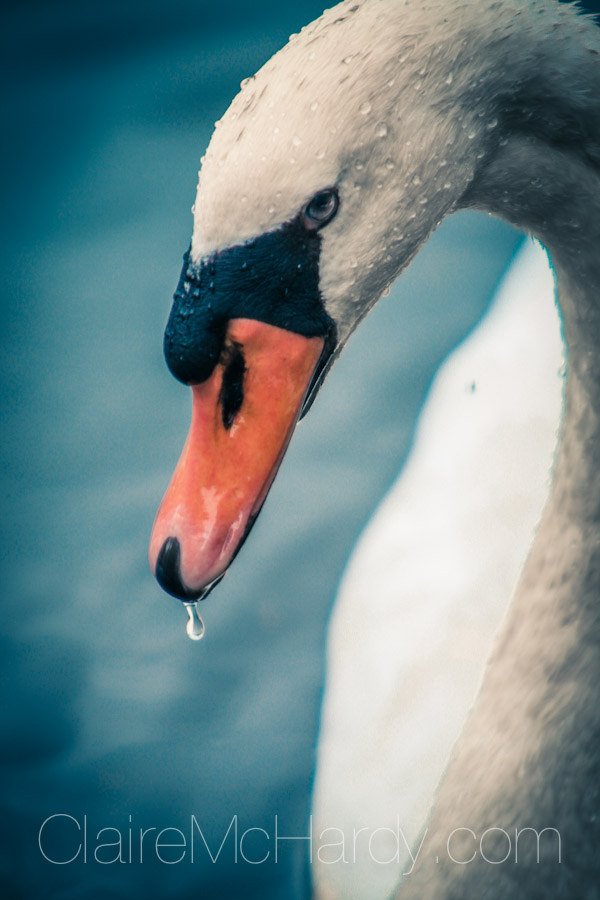 Animals & Birds-54.jpg