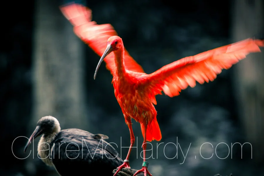 Animals & Birds-59.jpg