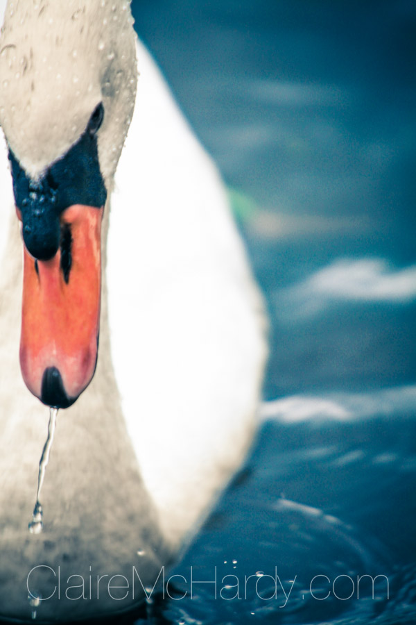 Animals & Birds-53.jpg