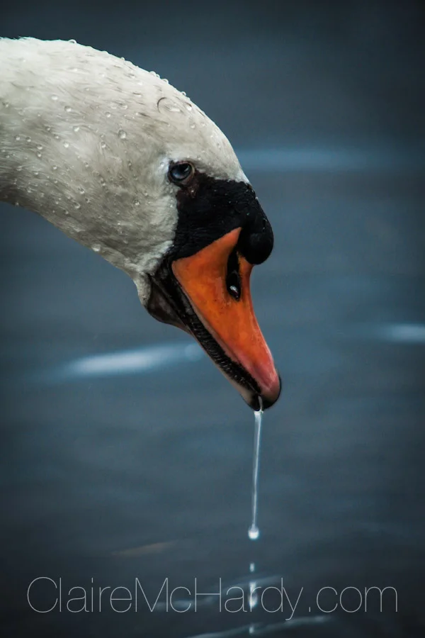 Animals & Birds-52.jpg