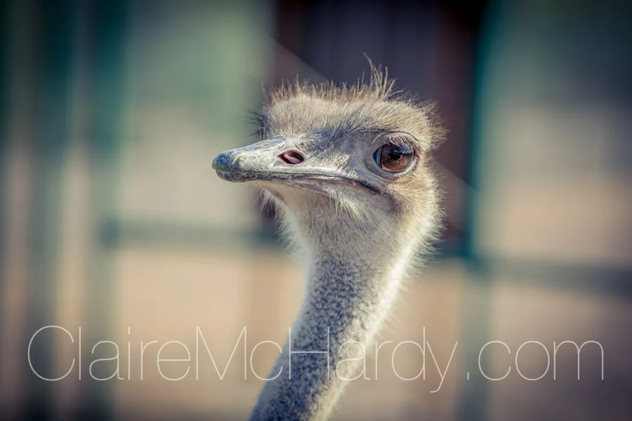 Animals & Birds-13.jpg