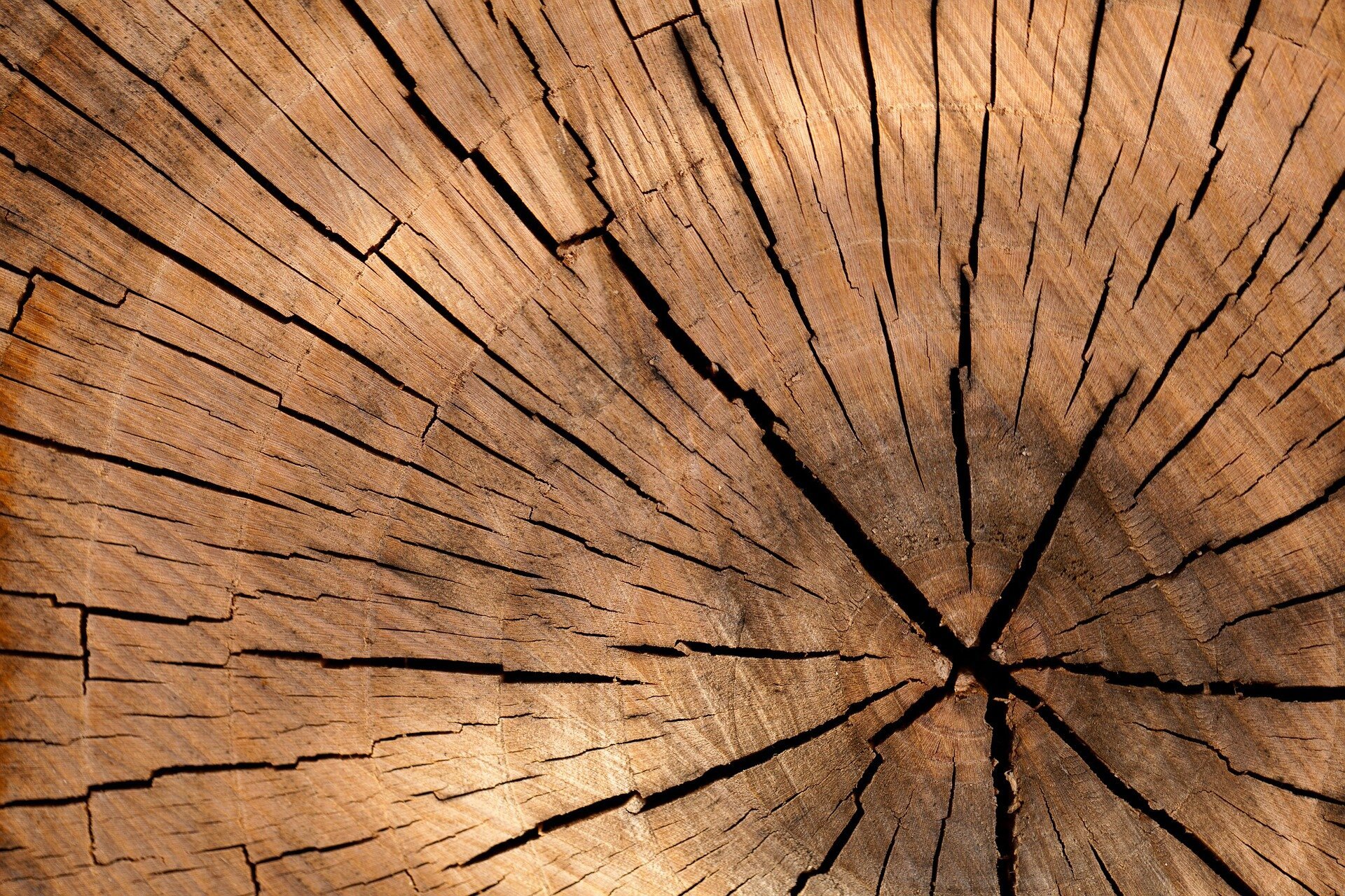 The Fellowship of the Tree Rings