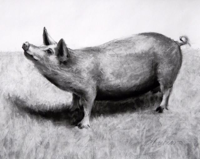Deborah Baronas, "Pig with the Attitude," charcoal. 