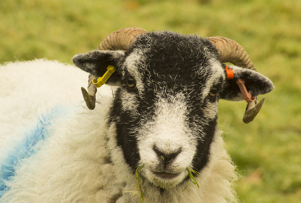 Bryna Rene, "Punk Rock Sheep," Photograph on wood frame