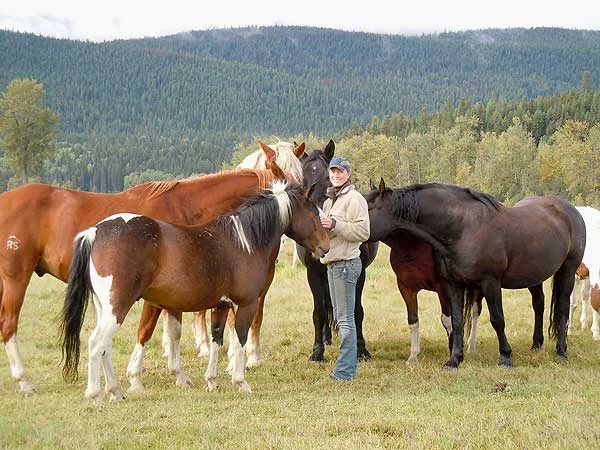 studenthorses.jpg