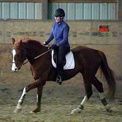 Successful Jr. Amateur jumper: 1.10 m division