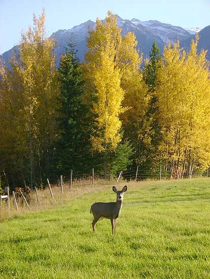 deerfield.jpg