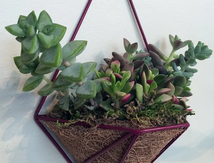 MARIAN planter in fig filled with tiny succulents
