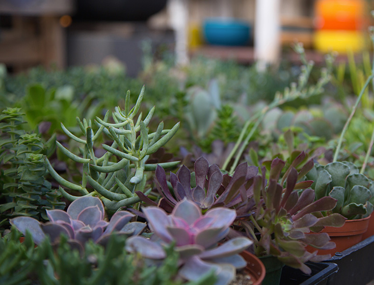 mixed variety of succulents