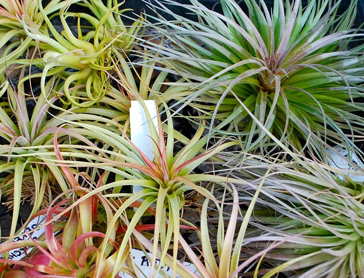 air plants
