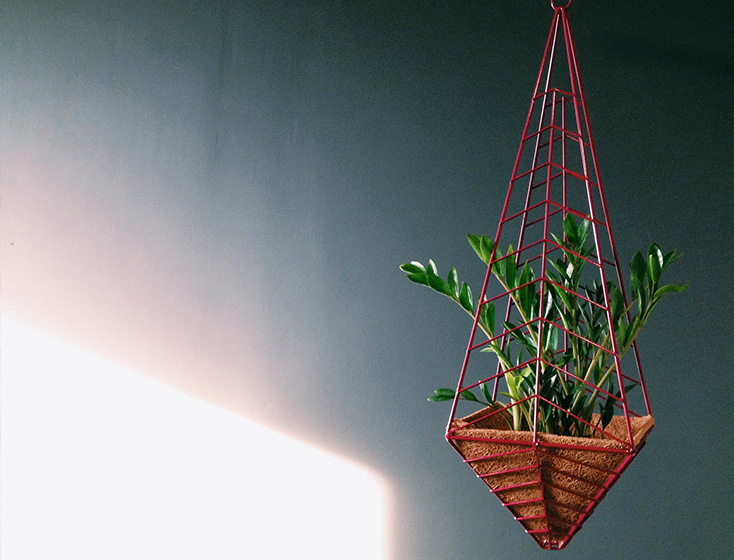 zz plant