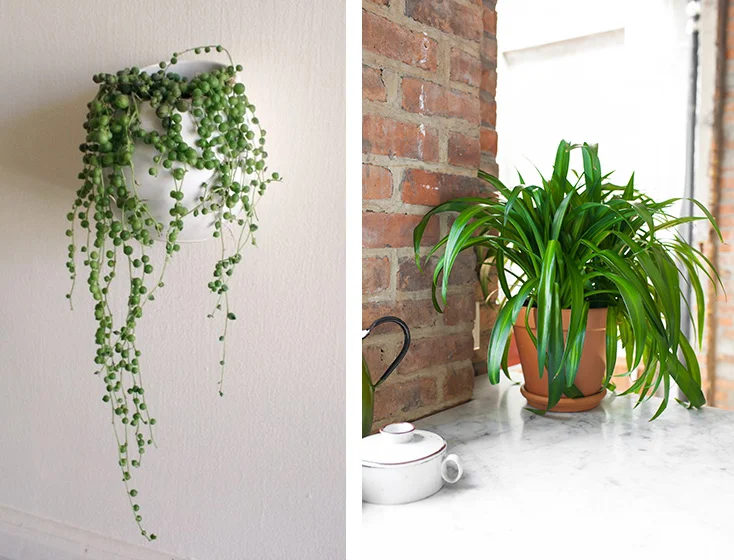 string of pearls & spider plant