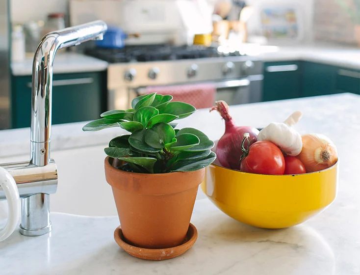 baby rubber plant