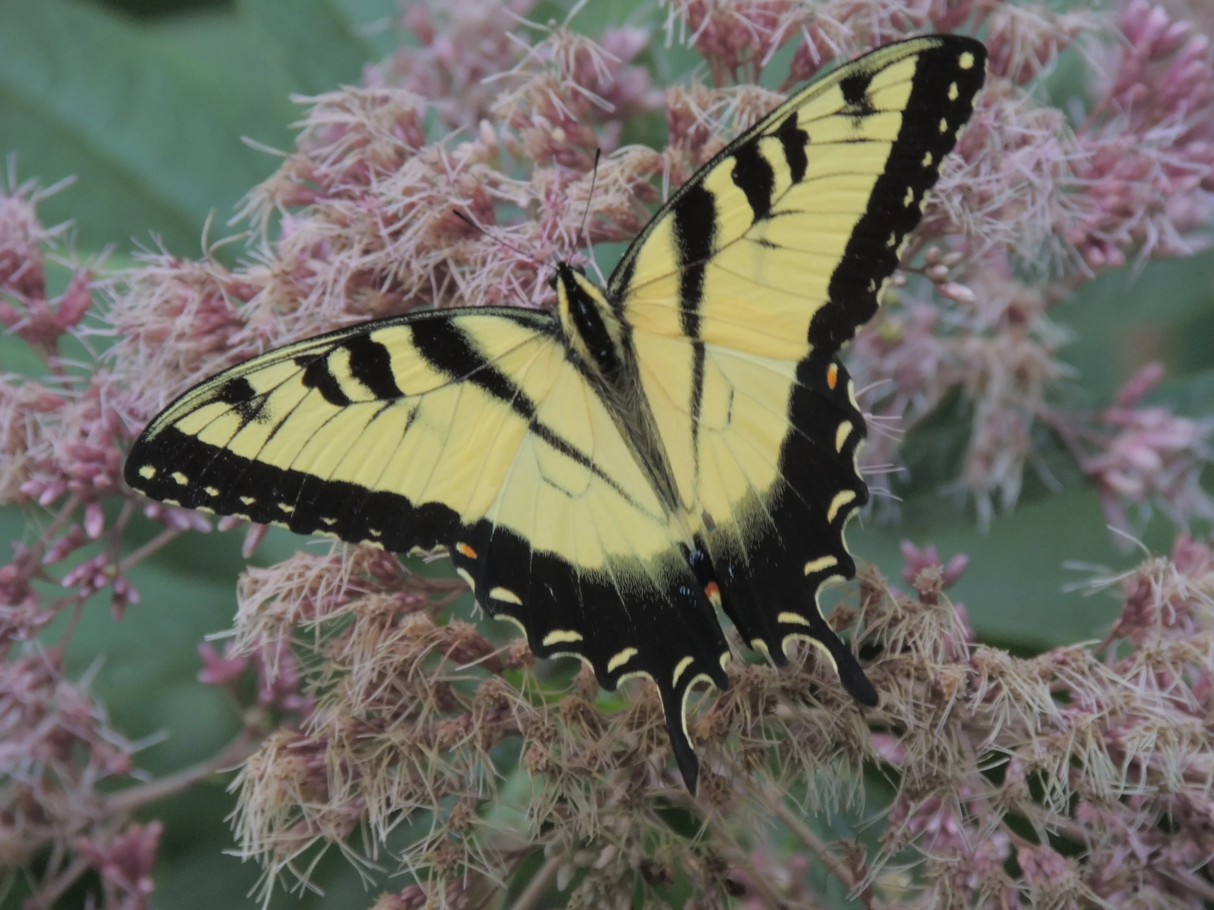 Swallowtail Butterfly