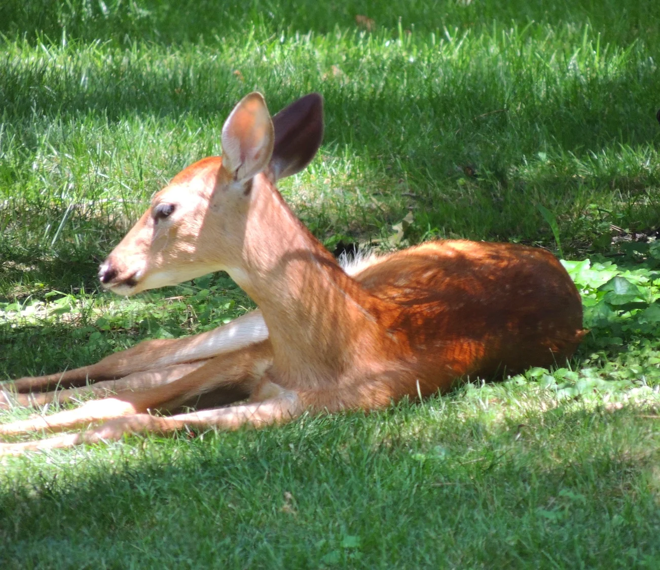 Fawn Resting