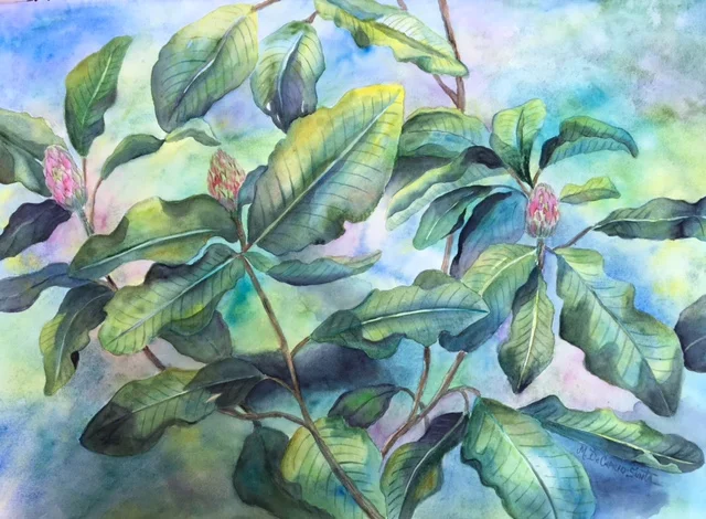 Grande Magnolia