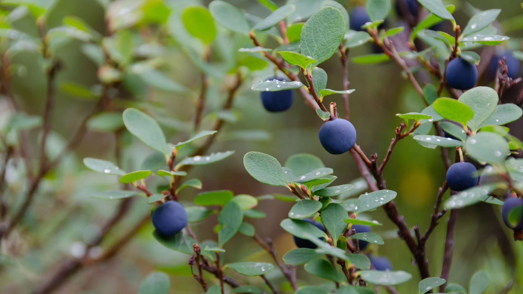 Blueberries+High+Bush+Hatcher+Pass+Alaska+Landscape+Hikes+Near+Anchorage+Photographer+Miranda+Kelton+Photography-15.jpg